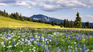 Wildflower mountain sky trees field - arthur quartley free wallpaper