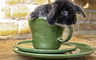Rabbit in cup saucer brickwall - a cup free wallpaper