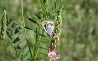Butterfly flower grass jungle macro - female free wallpaper