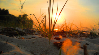 Sunset beach grass dusk fire - a small patch of grass free wallpaper