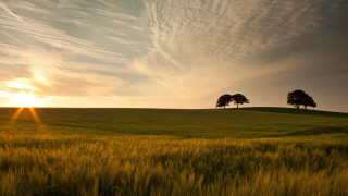 Field trees sunset clouds ocean 2 - two tree free wallpaper