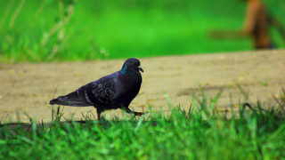 Bird squirrel grass feeder shallow - grass and dirt free wallpaper