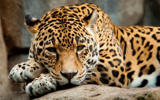 Leopard lying rock closed eyes - a leopard free wallpaper