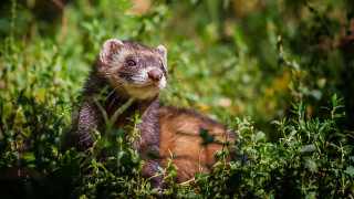 Small animal grass smile nose - a small animal free wallpaper