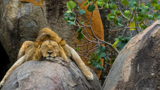 Lion rock tree wall plant - a plant free wallpaper