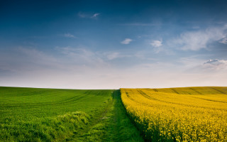 Green grass dirt path yellow 2 - yellow flower free wallpaper