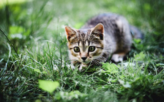 Kitten curious green eyes grassy - a grassy field free wallpaper