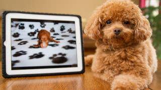 Dog painting table pawprints blurry - paw free wallpaper