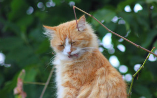 Cat branch closed eyes bokeh - glamor pose free wallpaper