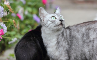 Cat flower black cat outdoors - its eye wide open free wallpaper