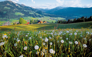Dandelion field mountain village cloud - florence engelbach free wallpaper for desktop