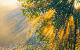 Autumn tree sunset water forest - the foreground and a body of water free wallpaper