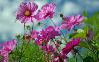 Pink flowers grass sky clouds - cindy wright free wallpaper