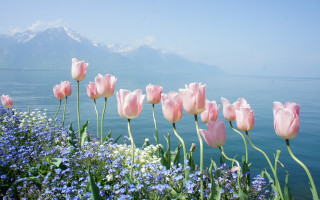 Pink flower field mountains sky - beautiful scenery free wallpaper