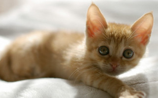 Small kitten curious white blanket - a white blanket free wallpaper