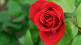 Red rose green leaves bokeh 3 - focus free wallpaper