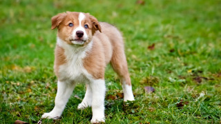 Brown white dog blue eye 2 - dog free wallpaper