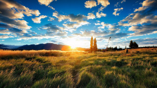 Sunset field tree clouds horizon - the background and a sun free wallpaper