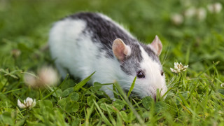 Small rodent grass foraging nature - a small rodent free wallpaper
