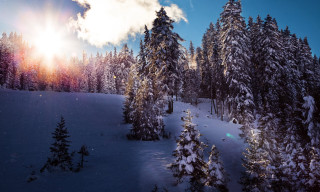 Snowy landscape trees bright sun 12 - a snowy landscape free wallpaper