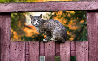 Cat fence outdoor autumn blurry - a wooden fence free wallpaper