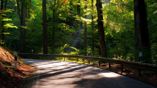 Forest road bench rimlight sunset - rim light free wallpaper