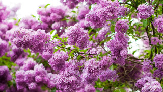 Purple flower tree branch sunlight - a white sky in the background free wallpaper