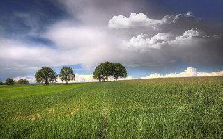 Field trees clouds blue sky 2 - a few green tree free wallpaper