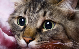 Cat green eyes pink blanket - a pink blanket free wallpaper