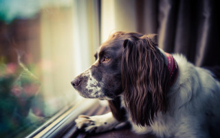 Dog window outside red collar - the house free wallpaper