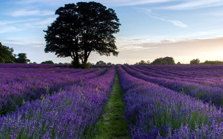Lavender field lone tree sunset - a field of lavender free wallpaper