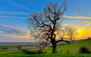 Sunset tree field contrails nature - a tree in a field free wallpaper