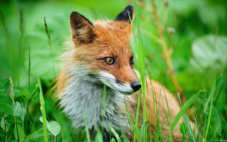 Red fox sitting grass blurry - a red fox free wallpaper