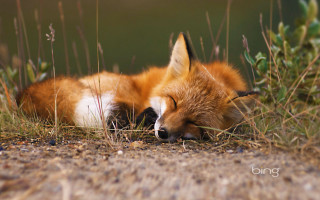 Sleeping fox grass eyes closed 2 - brad holland free wallpaper