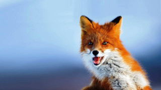 Red fox mouth open wide - mouth wide free wallpaper