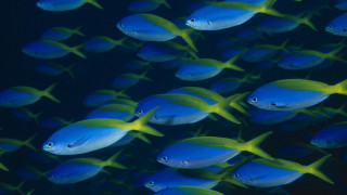 Blue fish school synchromism lostfish - synchromism free wallpaper