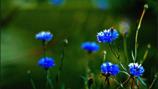 Blue flowers grass macro closeup - blue flower free wallpaper