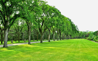 Grassy field trees path park - path free wallpaper