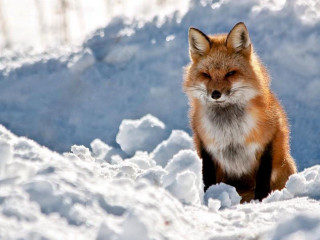 Sad fox sitting in snow - a fox free wallpaper