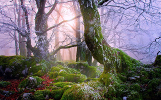 Mossy forest foggy autumn blooming - magical atmosphere free wallpaper