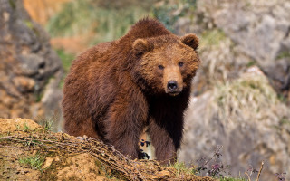 Brown bear rocky hillside wildlife 2 - bush free wallpaper