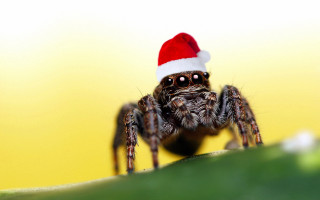 Spider santa hat leaf smiling - a spider free wallpaper