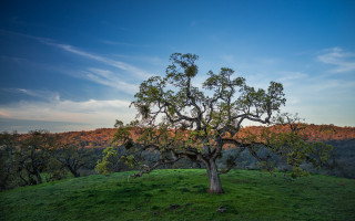 Hill trees clouds sky nature - a hill free wallpaper for desktop