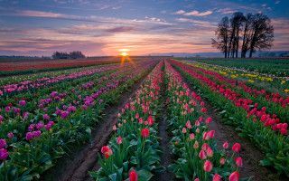 Tulip field sunset trees landscape - beautiful landscape free wallpaper