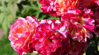 Flower field summer blur ecological - a close up of a bunch free wallpaper