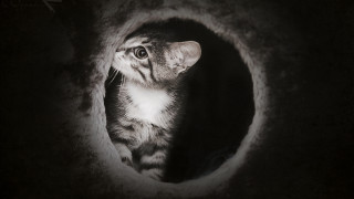 Cat tunnel dark background white - a white stripe free wallpaper