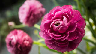 Pink flower blurry background rococo - green stem free wallpaper