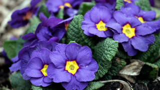 Purple flower garden macro blurry 2 - a garden area free wallpaper