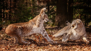 Lynx playful forest autumn wildlife - same free wallpaper for desktop