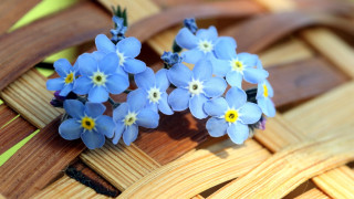 Blue flowers basket strawberries wooden 2 - blue flower free wallpaper